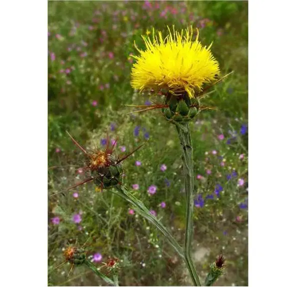 Василёк Талиева лат Centaurea taliewii растение вид рода Василёк - фото 15