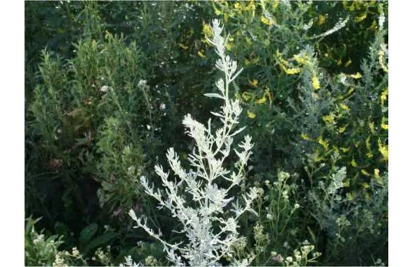 Полынь Artemisia absinthium дающая здоровье Сложноцветное многолетнее - фото 17