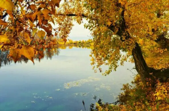 Цветом золота лес укрывая Осень снова в природу спешит Мягкой ватой луга - фото 12