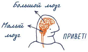 Если заглянуть внутрь черепа можно увидеть вот что основную часть - фото 5