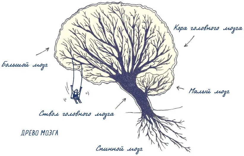Ствол головного мозга основа всего Ниже мозжечка находится ствол головного - фото 7