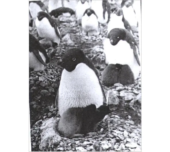 И в Антарктиде если с мамой всегда тепло Из личного архива автора Об - фото 1