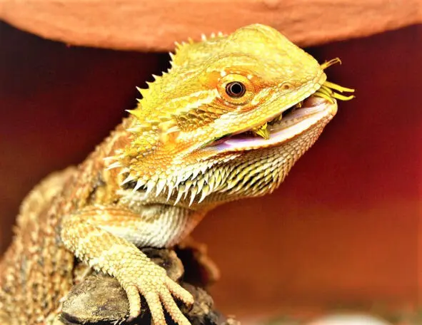Бородатая Агама Bearded agama Унижение изъяснению не поддавалось Она же - фото 9