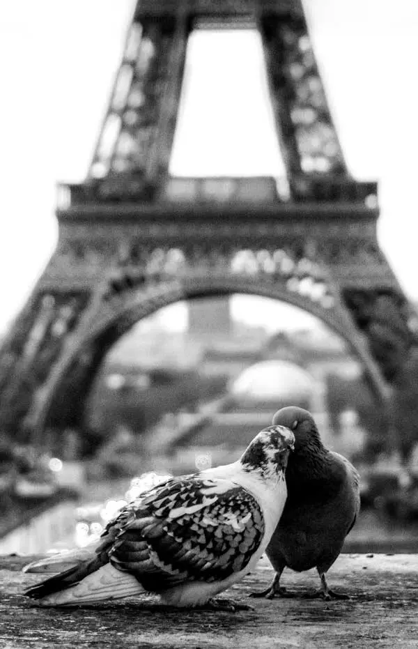 Wine tastes sweeter when drunk on love in Paris Вино кажется слаще когда ты - фото 12