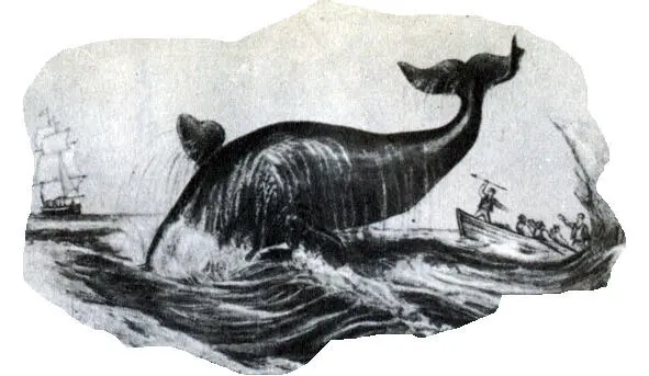 кит скрывается под водою по прозрачным туннелям скользя Извиваясь вокруг - фото 7