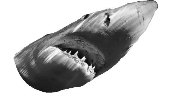 потерявшие страх и испуг Лупят фленшерными лопатами по акульим мордам - фото 10