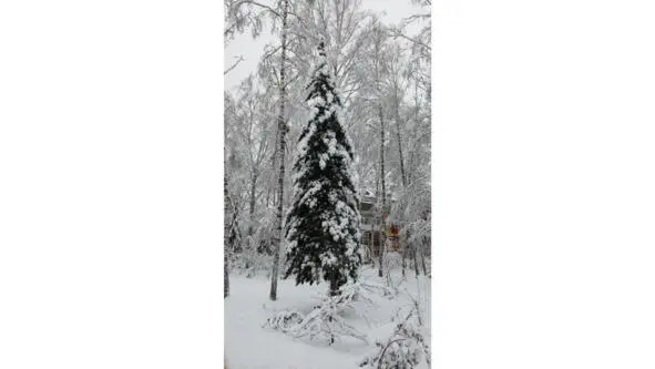 БЫВАЮТ ДНИ Бывают дни так безразмерно И грустно тянутся часы Не - фото 4