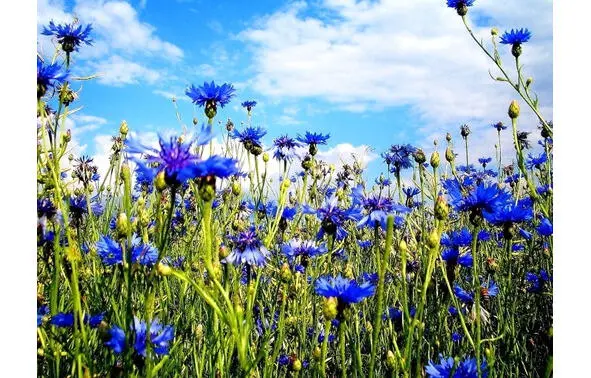 Вырос в поле василёк Cловно синий огонёк Под развесистым кустом Синих ягод - фото 7