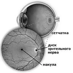 Макула и центральная ямка в глазу человека Структура центральной ямки глаза - фото 12