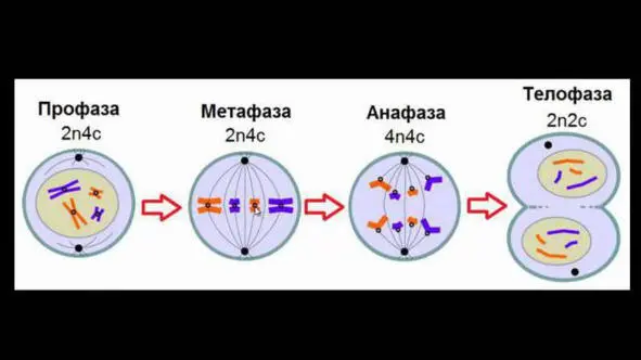 Фазы митоза Амитоз относительно редкий и малоизученный способ деления клетки - фото 18