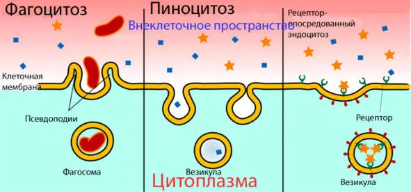 Приспособления и реакции клеток Теоретическое занятие 7 Морфофункциональная - фото 21