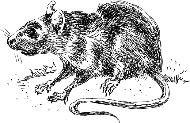 Папа попытался вытащить Шварца грозного старого крыса предводителя крысиного - фото 4