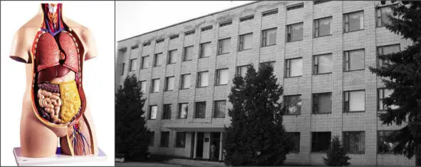 На фото 1муляж внутренних органов человека2Типичный корпус райкома - фото 3