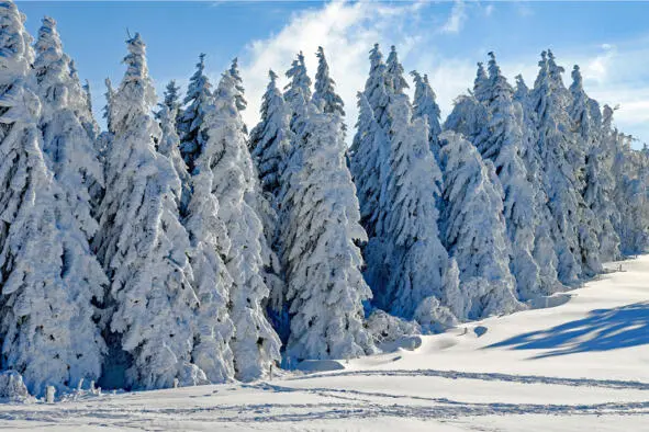 Зимний лес под ветра пляску Погрузился в сказку снов Замороженным узором - фото 2