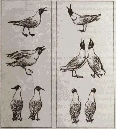 Этологическая изоляция близких видов не позволяющая им скрещиваться Слева - фото 2