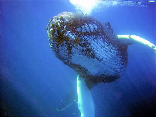 И вот плывёт себе эта рыба кит этот переваривает отшельника и чует в себе - фото 3