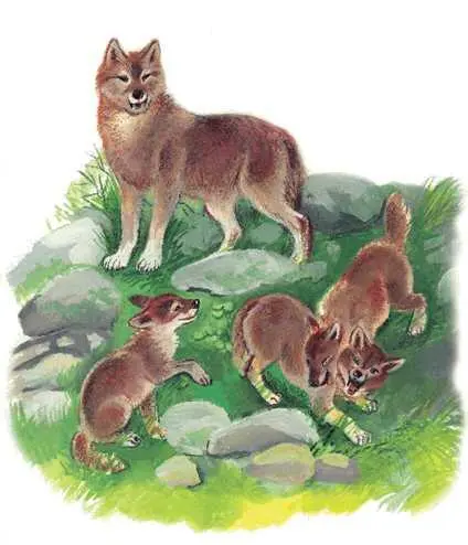 Красные волки ловки и быстры Охотятся они стаей двое взрослых и молодняк - фото 81