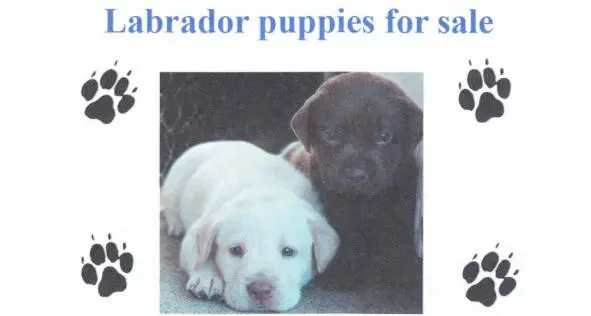 You are considering buying a Labrador puppy and now you are calling to find out - фото 7