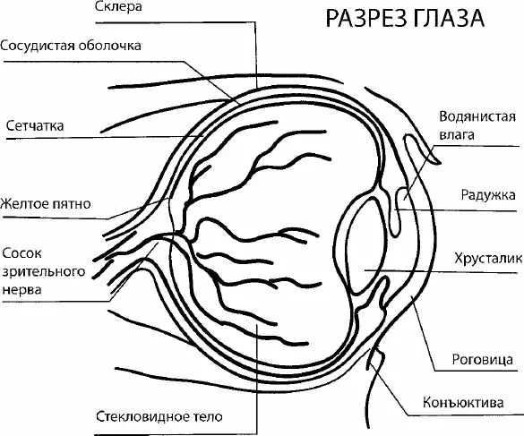 Рис 1 Анатомическое строение глаза Наружная оболочка глазного яблока состоит - фото 2