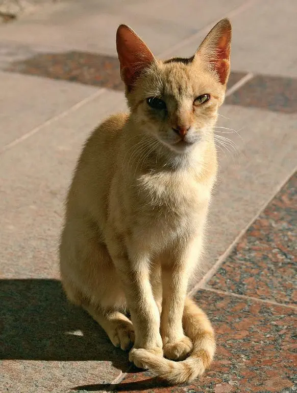 Ботанический сад Автору удалось сфотографировать настоящую египетскую кошку - фото 165