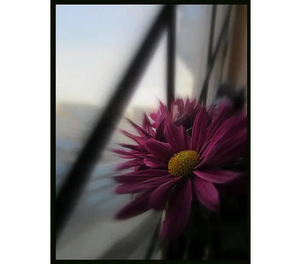 Хризантемовый цвет Романтики наверное одни из самых светлых лучезарных - фото 1