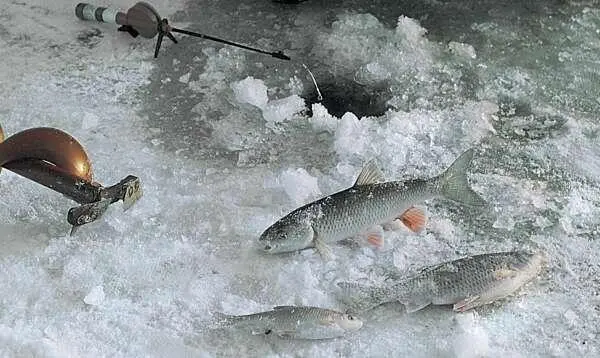 Голавля в оттепель ловят на мормышку Уклейки пойманные на кусочки свиного - фото 419