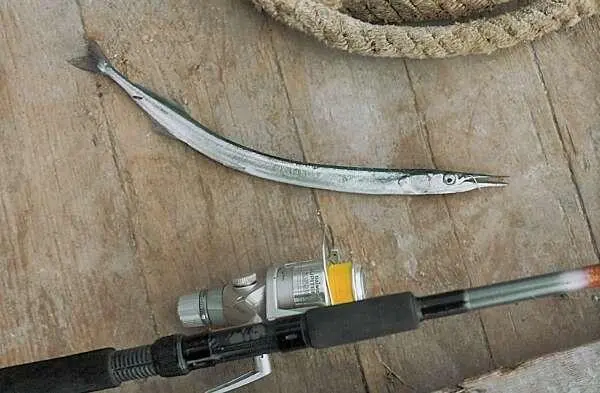 Сарган пойманный на поплавочную удочку с дальним забросом насадки Лодки и - фото 424