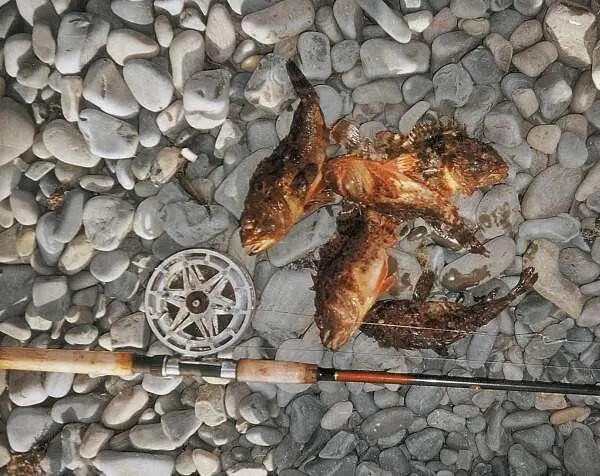Морские ерши пойманные с берега на донку Макрель Рыбалке все возрасты - фото 432