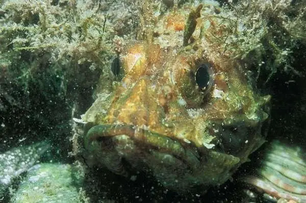 Скорпена Морской налим 1 Амур белый 2 Амур черный 3 Белоглазка 4 - фото 435