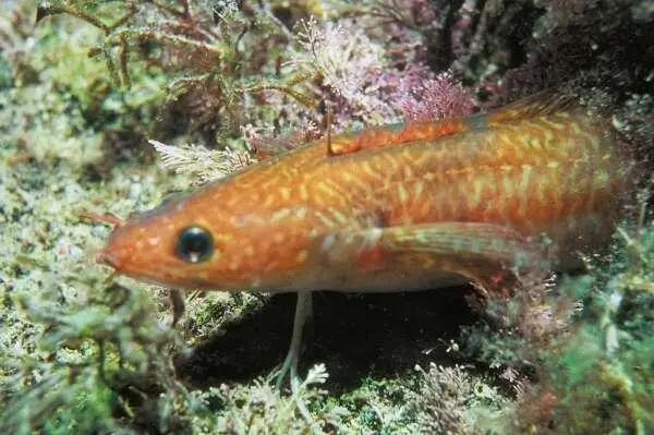 Морской налим 1 Амур белый 2 Амур черный 3 Белоглазка 4 Белорыбица 5 - фото 436