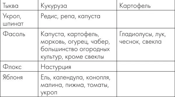 Предшественники Землянику нельзя сажать после картофеля томатов огурцов - фото 12