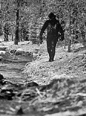 Одна из самых известных фотографий американского снежного человека Сейчас - фото 55