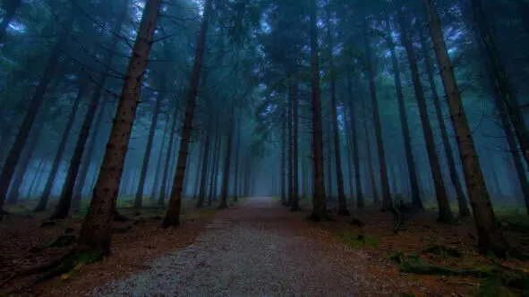 лес темный тёмный лес на окраине этого леса стоит красивый замок с пятиглавыми - фото 1