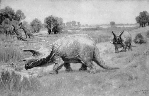 httpscommonswikimediaorgwikiFileTriceratops1904jpg Минотавры - фото 6