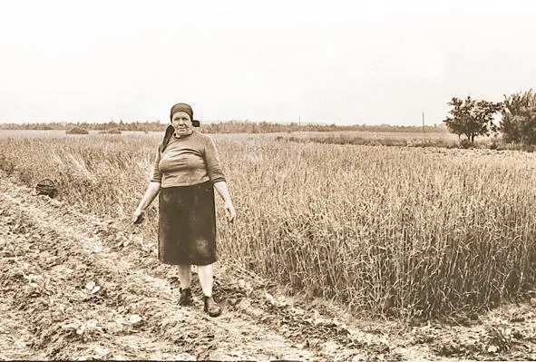 На колхозном поле Старшая девочка из семьи Калиновых - фото 27