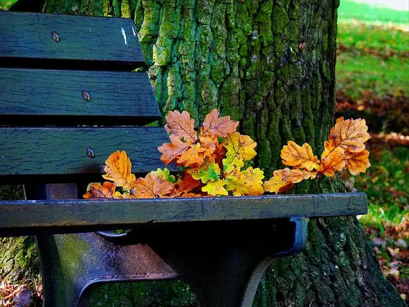 Осенние листья осенние письма Осенние листья прощанье Цветные послания - фото 3