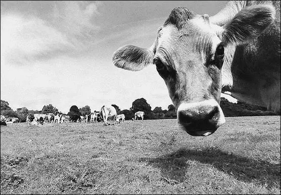 Рогатый скот на лугах Смоленщины Структура валового регионального продукта по - фото 11