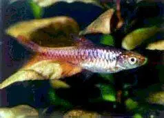 Расбора сетчатая Rasbora reticulata Расбора Эйнтовена Rasbora einthoveni - фото 22