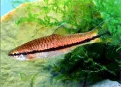 Расбора Эйнтовена Rasbora aiithovem Краснохвостая расбора Rasbora - фото 23