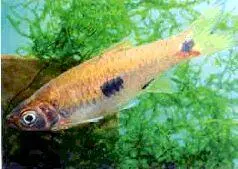 Элегантная расбора Rasbora elegans Расбора каудимакулята Rasbora - фото 26