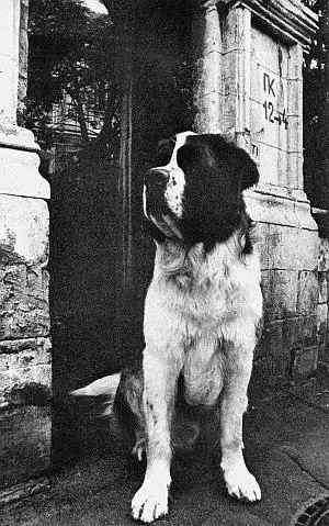 Лев Александрович Корнеев Слово о собаке Да мне хочется чтобы у тебя были - фото 1