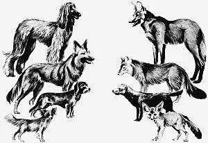 Различные породы домашних собак произошли от волков посредством направленной - фото 41