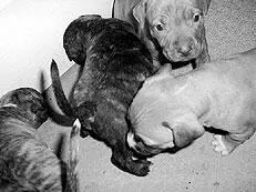 Только соблюдение всех условий дает гарантию что собака родит здоровых щенков - фото 54