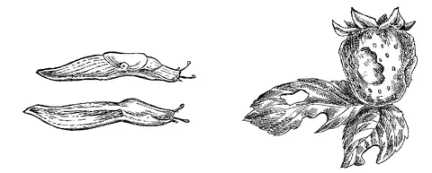 Слизни Морозы этим вредителям не страшны на зиму слизни зарываются в землю на - фото 1
