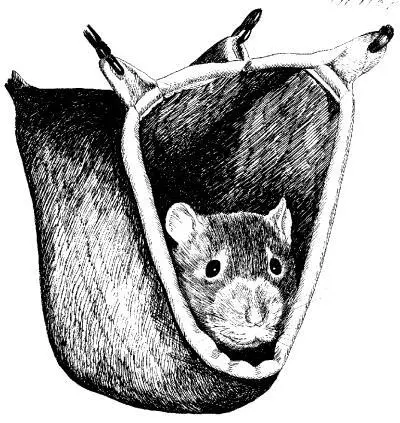 Гамаки для крыс Забраться в подвесной домик крысе не составля - фото 24
