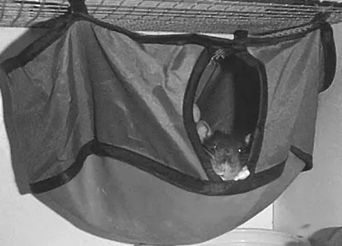 Забраться в подвесной домик крысе не составляет труда Дачный вольер Выезжая - фото 27
