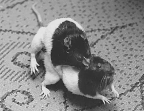 Несмотря на то что крысы ночные животные в брачный период они активны и днем - фото 55