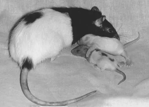Крыса очень заботливая мать ревностно оберегающая свое потомство Беременную - фото 58
