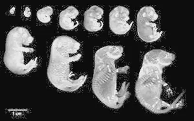 Этапы развития эмбриона крысы На 1213й дни от начала оплодотворения - фото 59