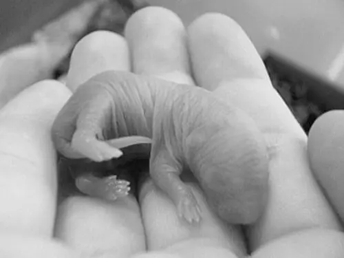 Новорожденный крысенок Роды и уход за потомством Во второй половине - фото 60